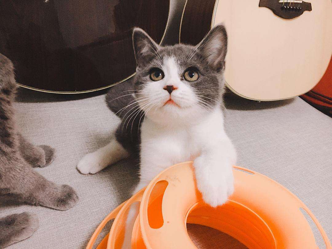 英短有哪些品种 英短有哪些品种便宜