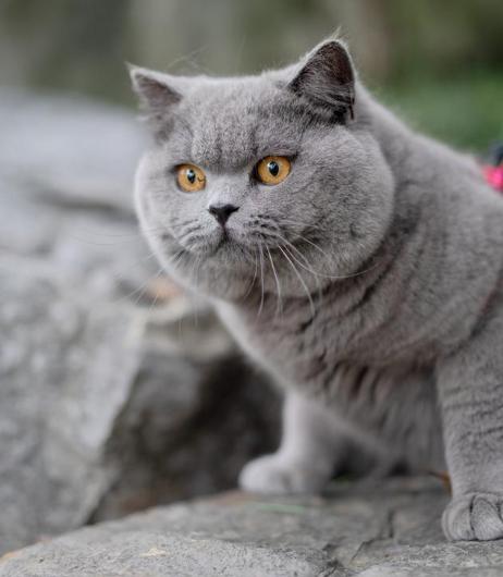 英短有哪些品种 英短有哪些品种便宜