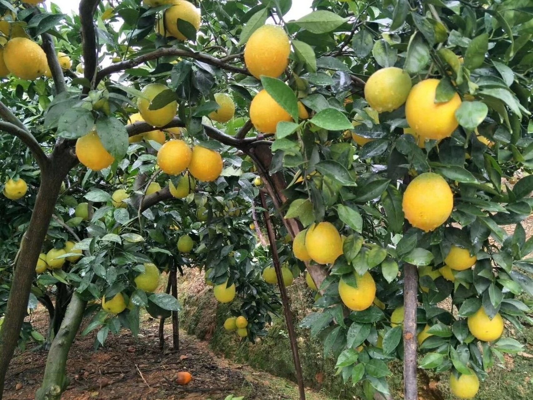 色慢 什么材料室外褪色慢