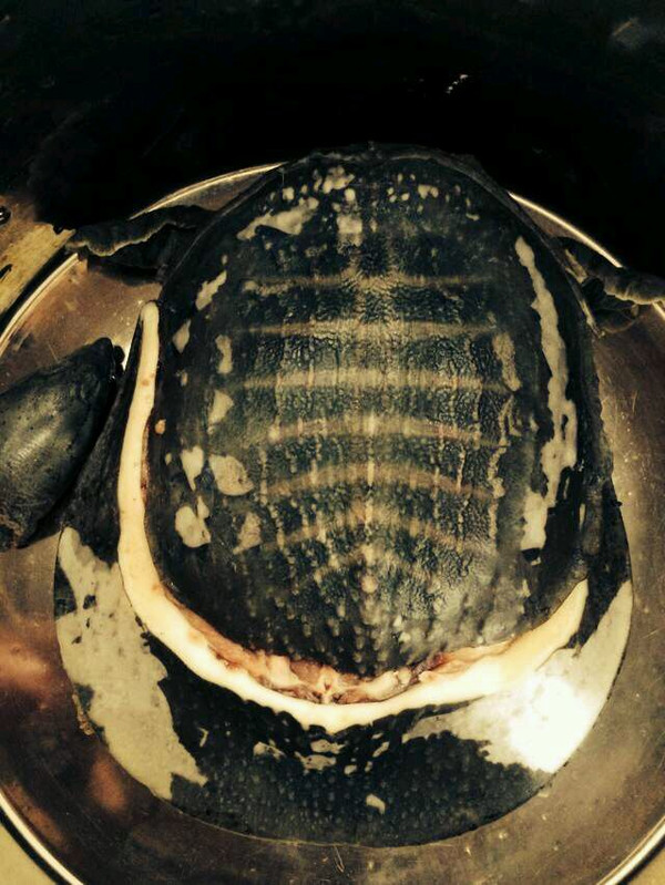 活甲鱼怎么杀 杀甲鱼最忌讳一刀把头剁了