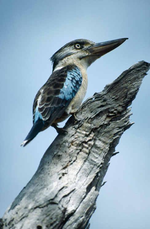 笑翠鸟 笑翠鸟是哪个国家的