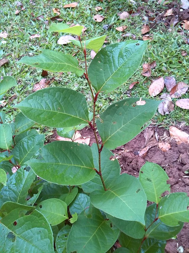 虎杖的图片 中药虎杖治疗痛风最好