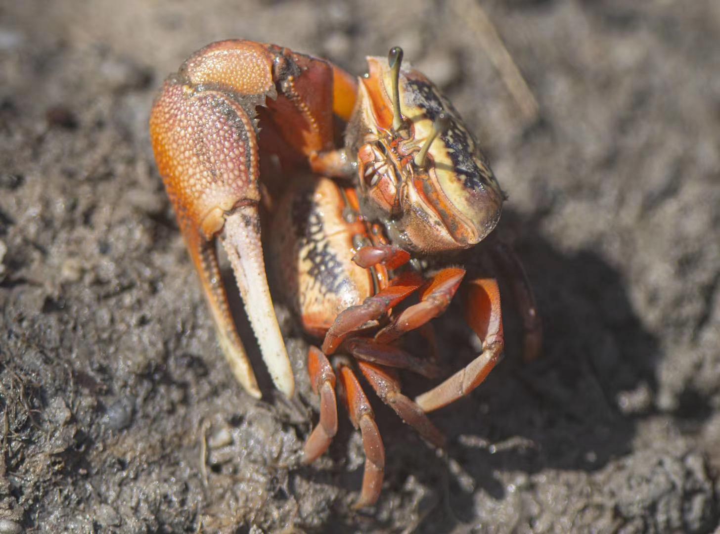 螃蟹种类大全 螃蟹种类大全图解 螃蟹种类大全 螃蟹种类大全图解