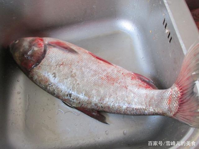 鲢鱼刺多吗 白鲢鱼刺多吗
