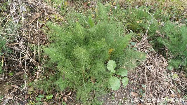 茴香是发物吗 女人吃茴香有什么好处