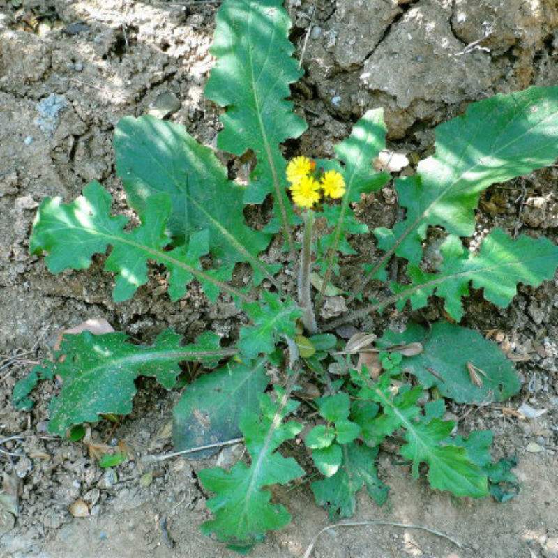 野生芥菜 野生芥菜长什么样子图片