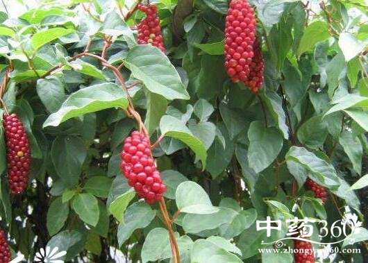 五味子是什么 五味子是什么功效 五味子是什么 五味子是什么功效