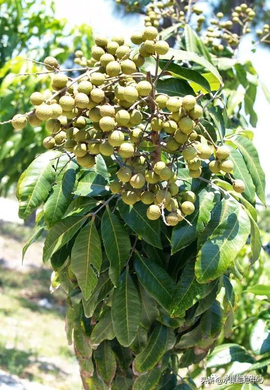 桂圆产地 中国桂圆产地