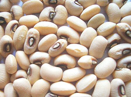 眉豆 眉豆怎么吃