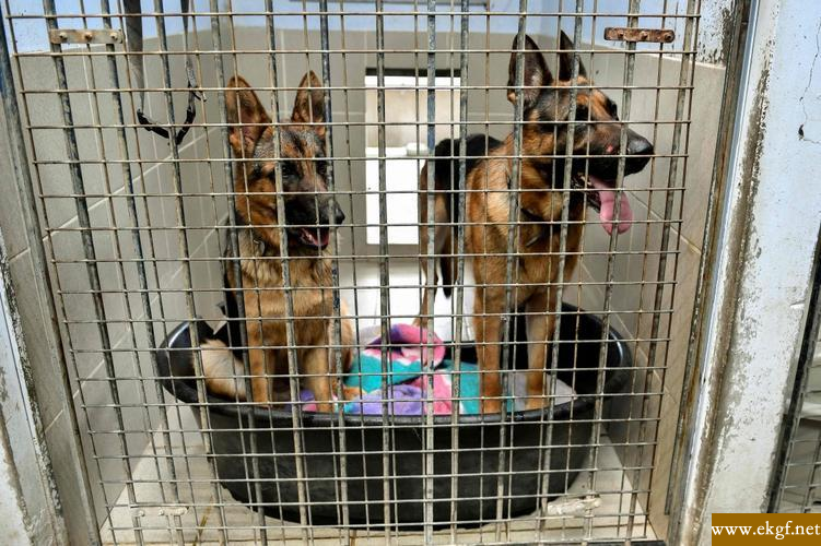 宠物收容所 宠物收容站 哪里有