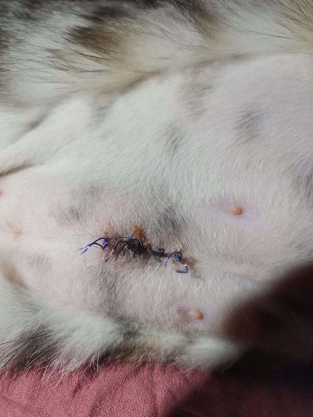 猫绝育多少钱 猫咪绝育一般多少钱