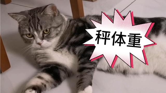 猫咪体重年龄对照表 1到12个月猫咪变化图