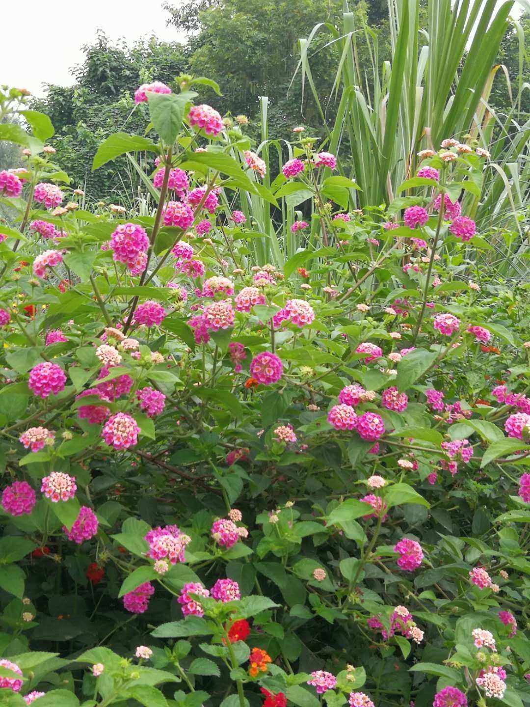马缨丹花 马缨丹花图片