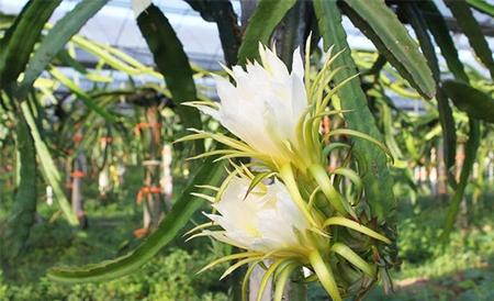 火龙果季节 9月份水果当季有哪些