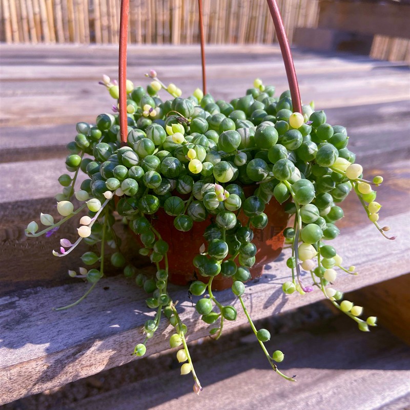 佛珠多肉 佛珠多肉的养殖方法和注意事项