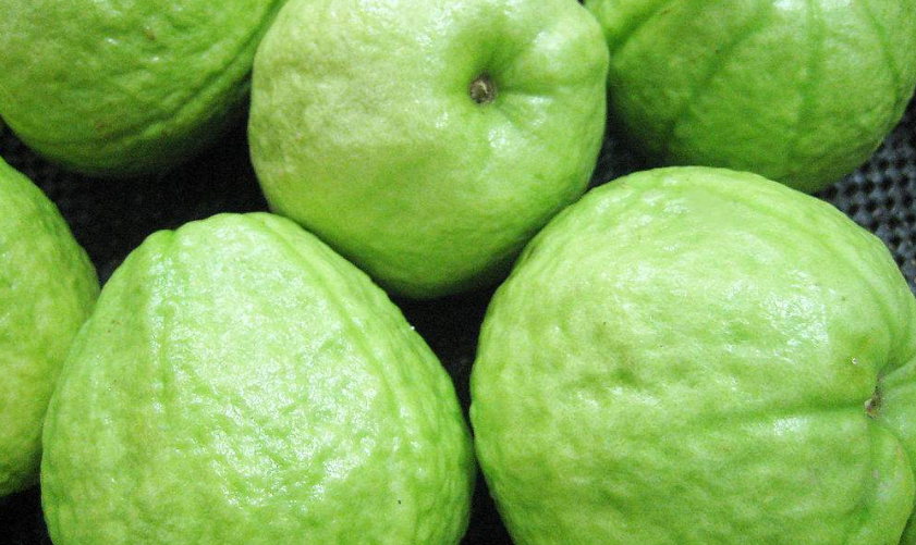 芭乐怎么读 芭乐怎么读啊?是读ba le还是ba la