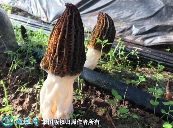 羊肚菌价格 羊肚菌价格功效