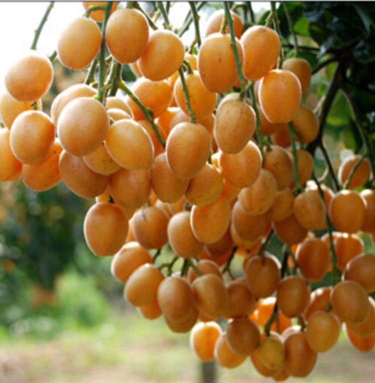 黄皮果树图片 黄皮果树图片高清