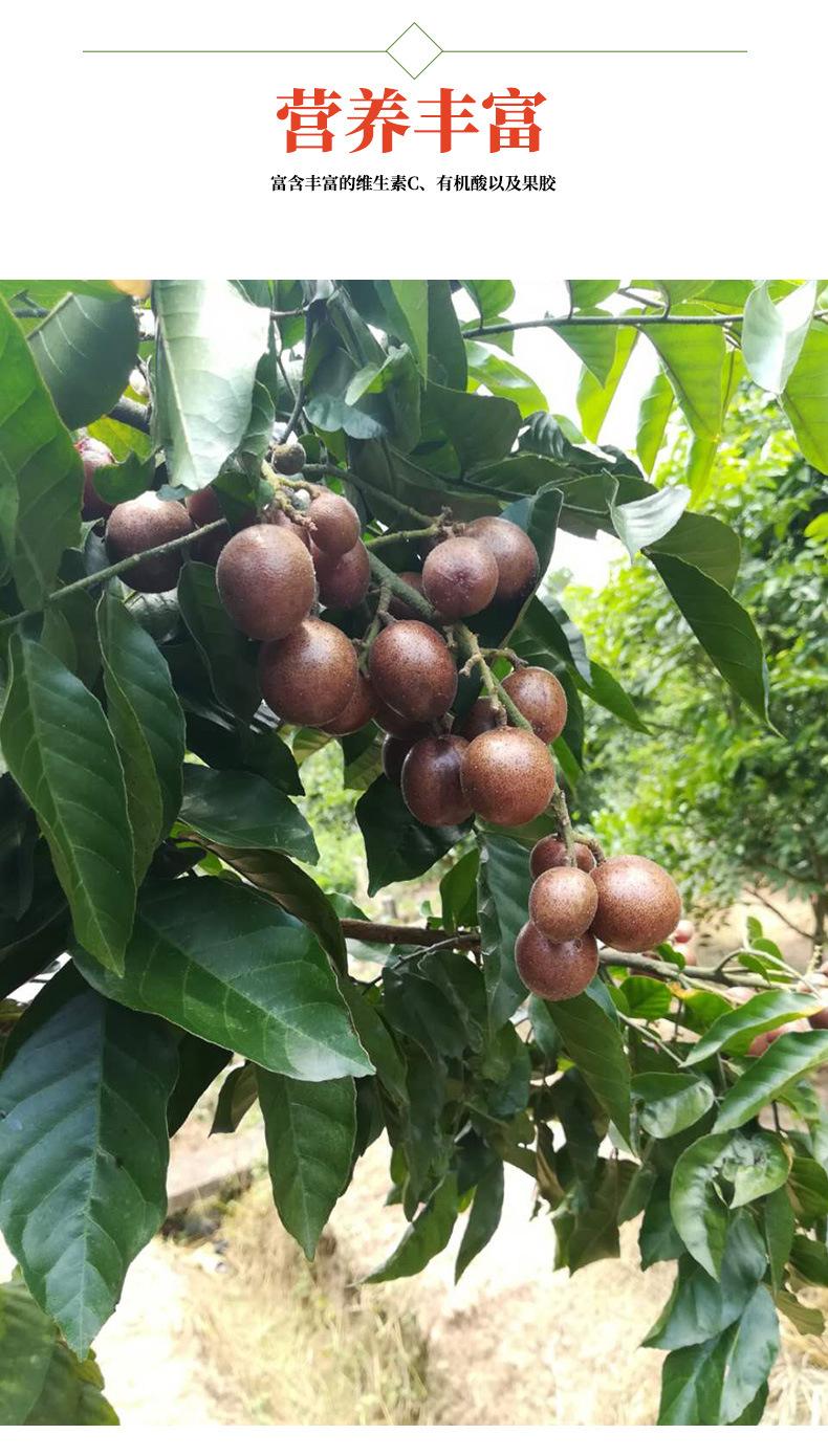 黄皮果树图片 黄皮果树图片高清