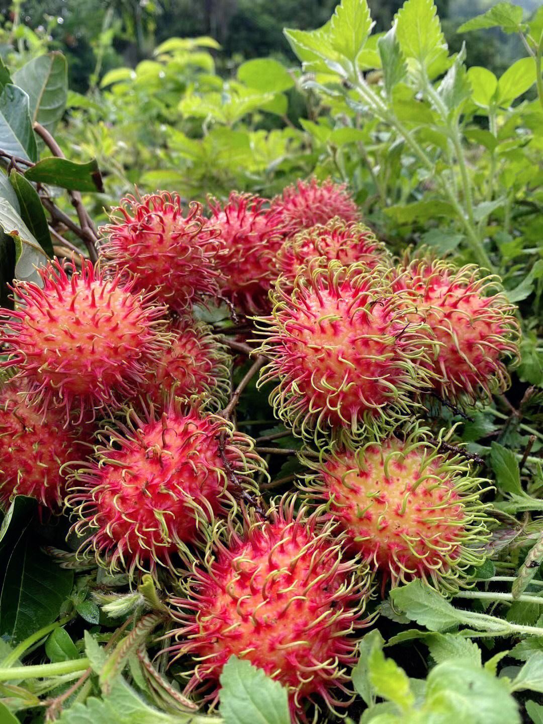 红毛丹图片 红毛丹树苗图片