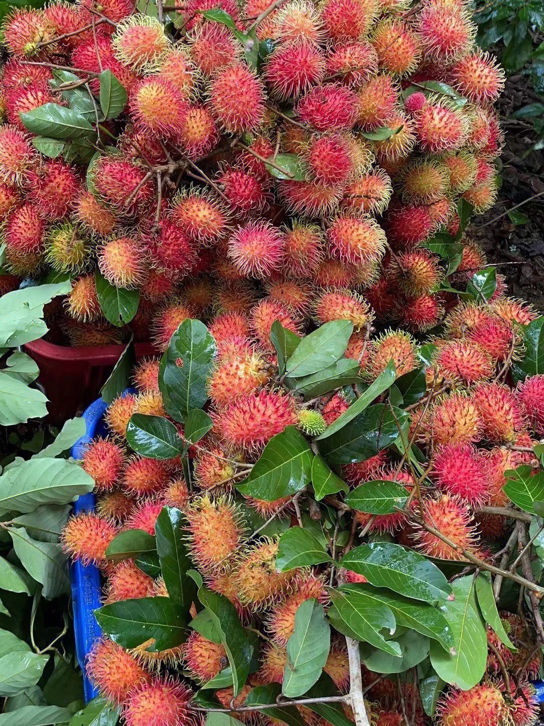 红毛丹图片 红毛丹树苗图片