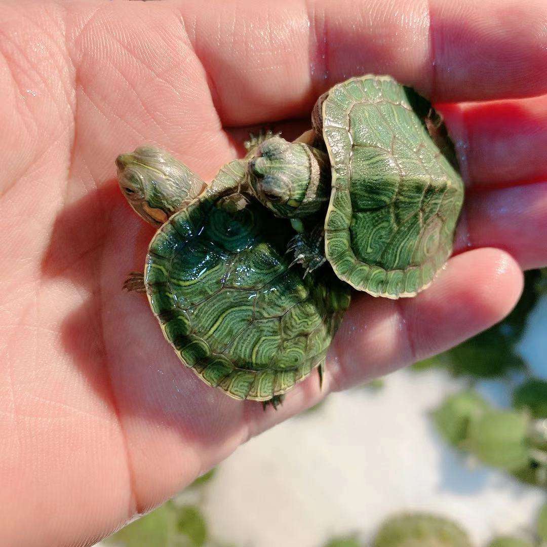 巴西乌龟 巴西乌龟喜欢什么颜色