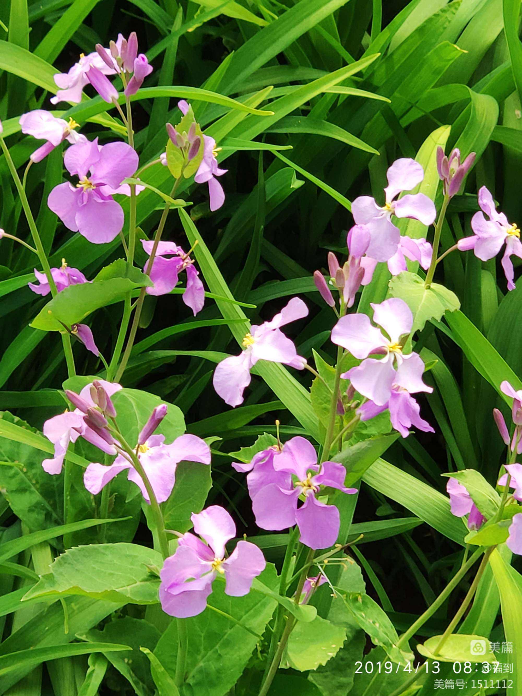 二月什么花开 三月什么花开的季节