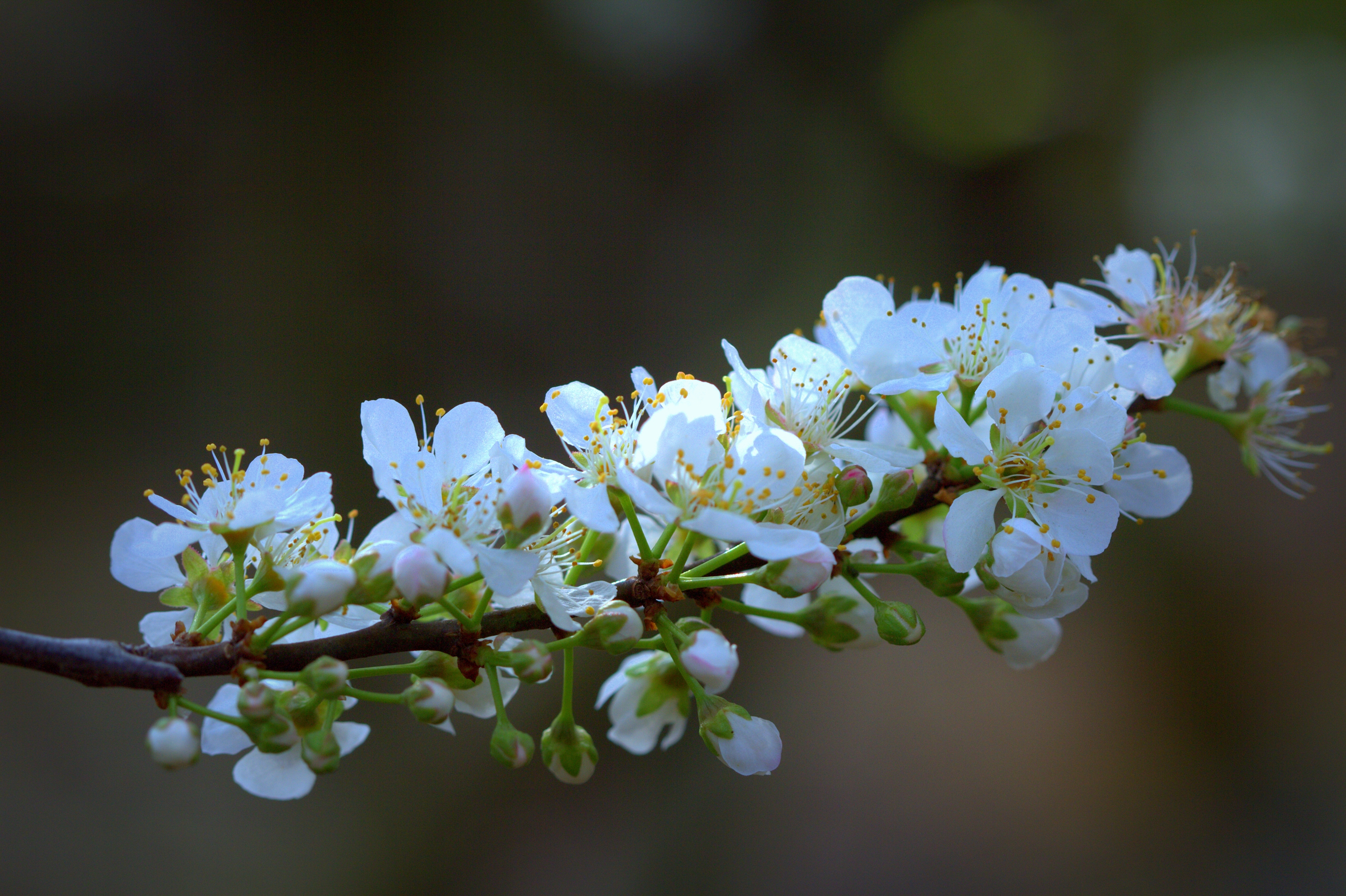 二月什么花开 三月什么花开的季节