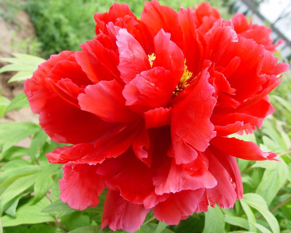 牡丹花的样子 牡丹花的样子拟人描写