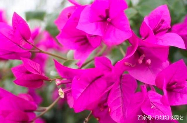 三角梅冬天怎么养 三角梅怎样养才能四季开花