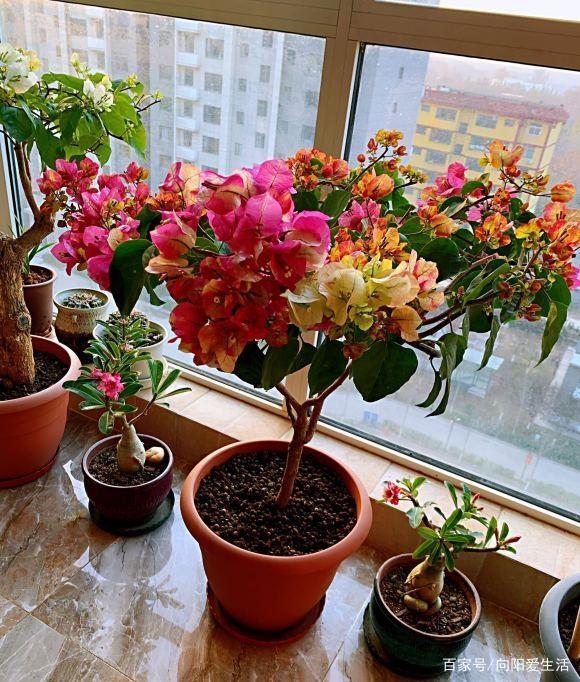 三角梅冬天怎么养 三角梅怎样养才能四季开花