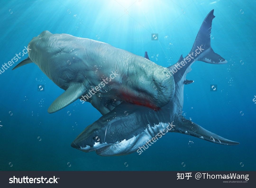 梅氏利维坦鲸 梅氏利维坦鲸怎么画