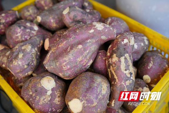 红薯皮 红薯皮可以吃吗?有营养吗?