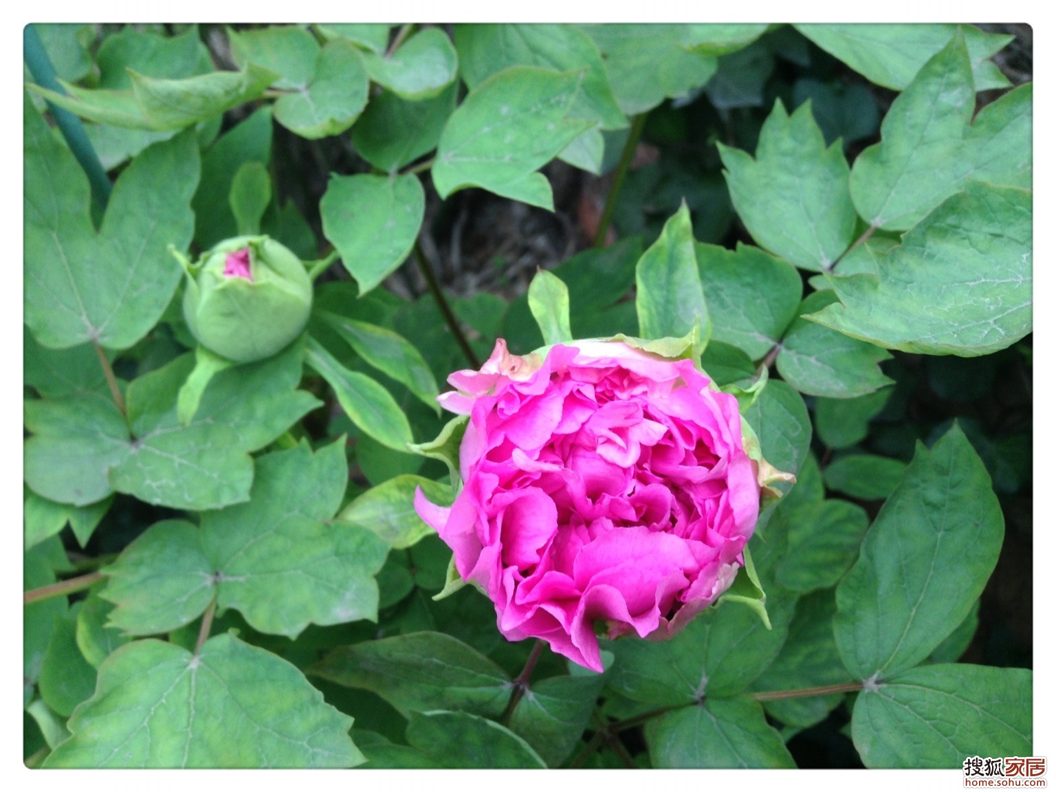 牡丹花的样子 牡丹花的样子像什么