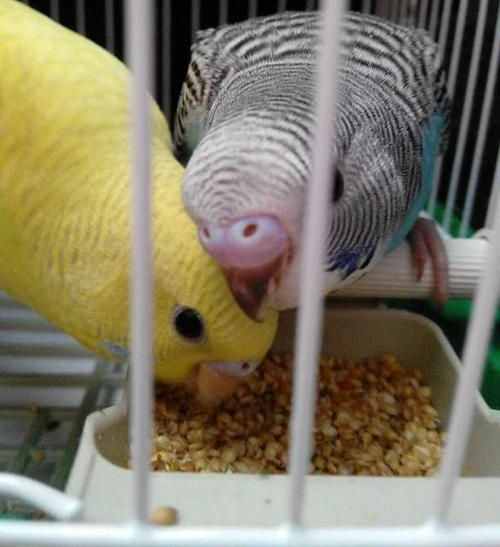 虎皮鹦鹉洗澡 虎皮鹦鹉洗澡吗