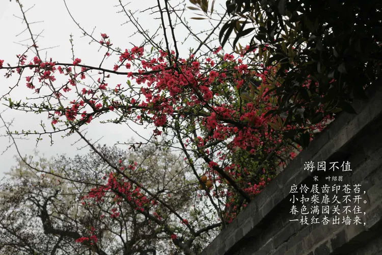 一枝红杏出墙来上一句 一枝红杏出墙来 上一句