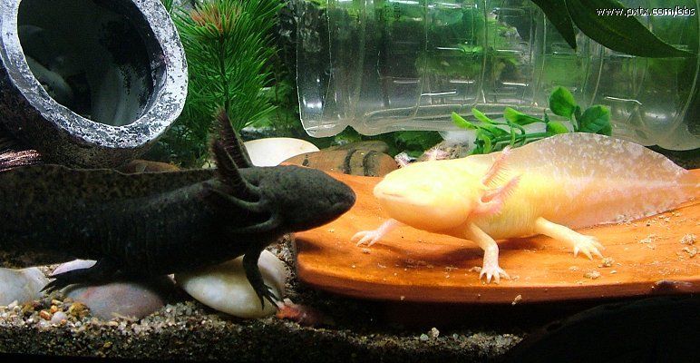 蝾螈可以养吗 野生的蝾螈可以养吗