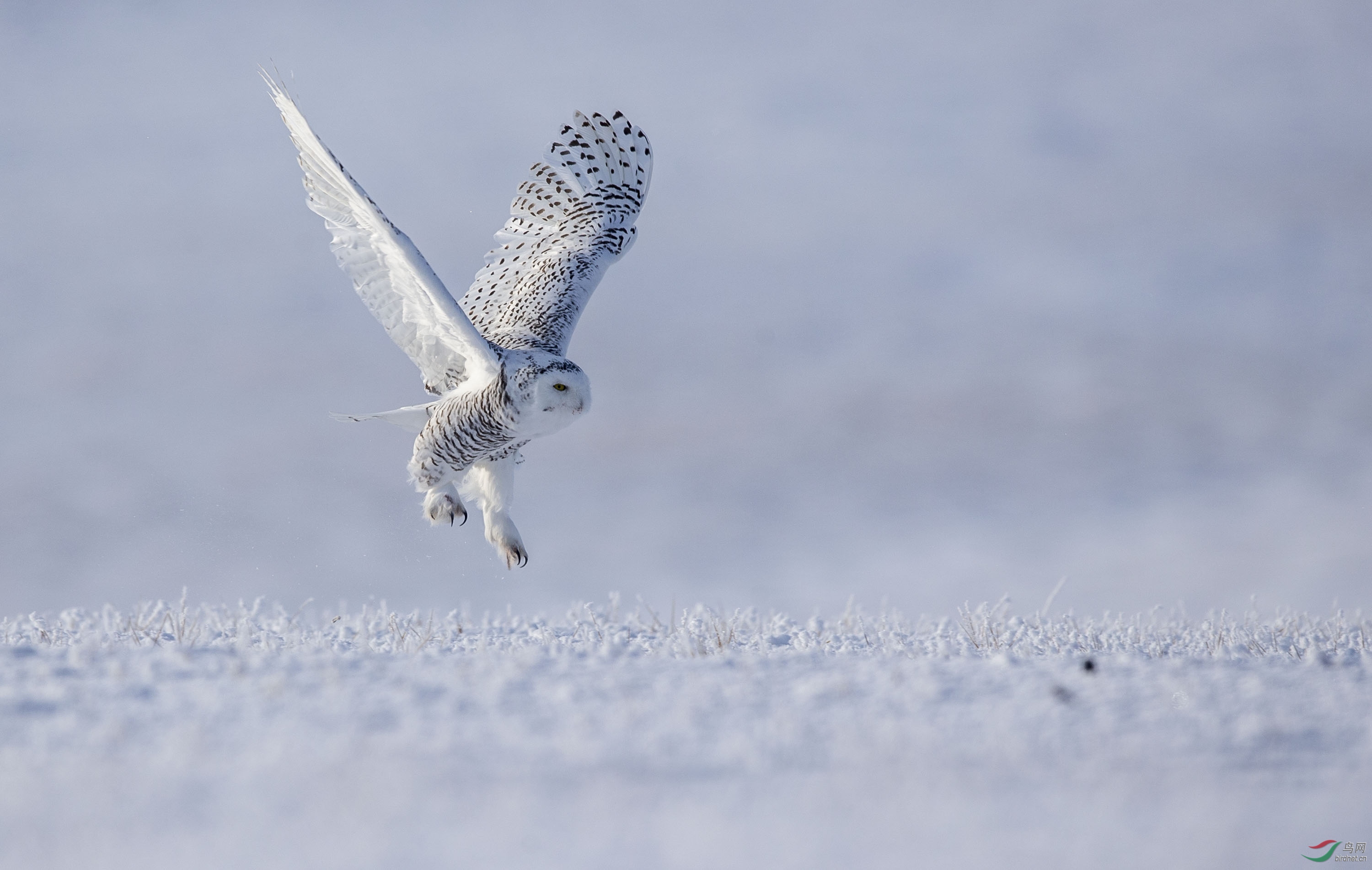 雪鸮是什么动物 雪鸮是什么动物生肖 雪鸮是什么动物 雪鸮是什么动物生肖
