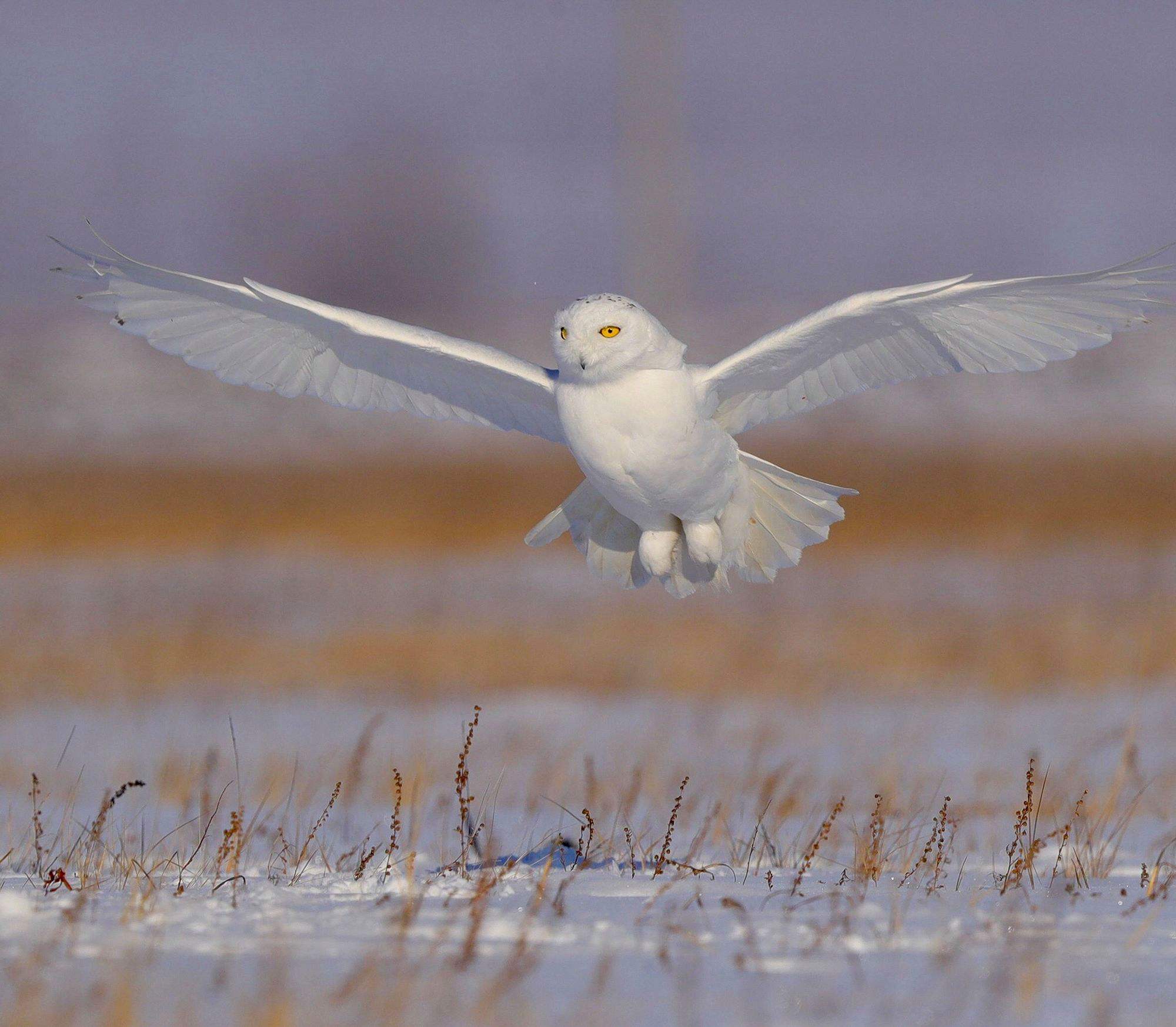 雪鸮是什么动物 雪鸮是什么动物生肖 雪鸮是什么动物 雪鸮是什么动物生肖