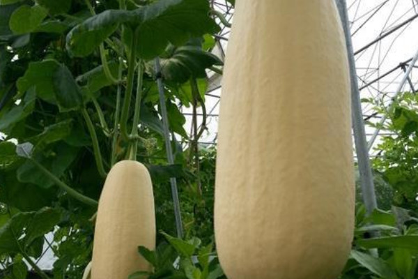 北瓜是什么 北瓜是什么东西图片