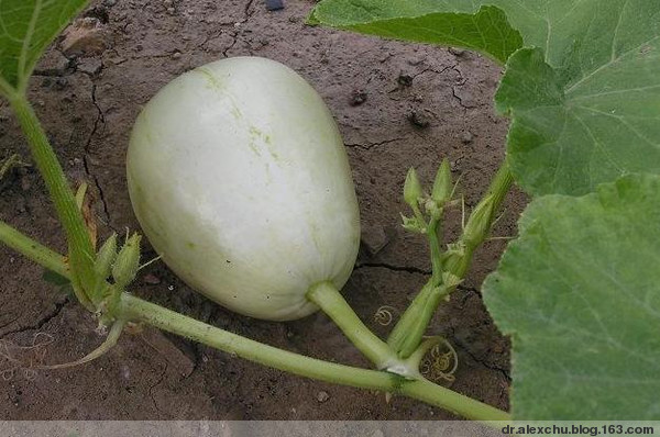 北瓜是什么 北瓜是什么东西图片