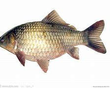 鲫鱼小药 鲫鱼小药有哪些