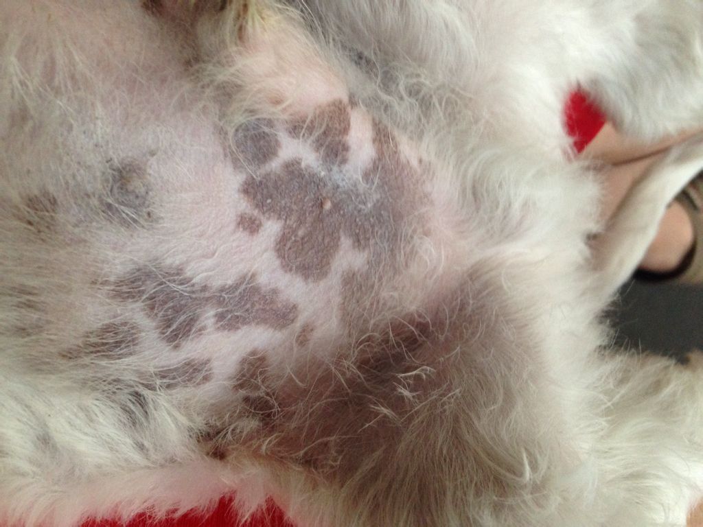 身上长黑斑图片 身上长黑斑图片 癌症