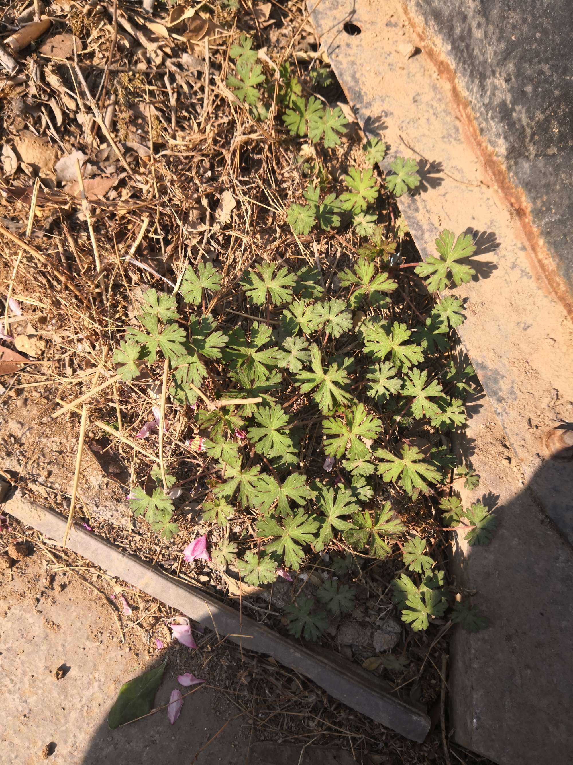 老鹳草 老鹳草的药用功效