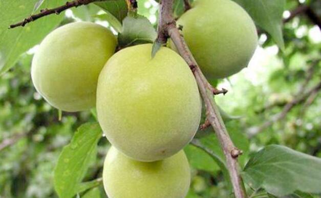 孕妇可以吃青梅吗 孕妇可以吃青梅吗晚期 孕妇可以吃青梅吗 孕妇可以吃青梅吗晚期