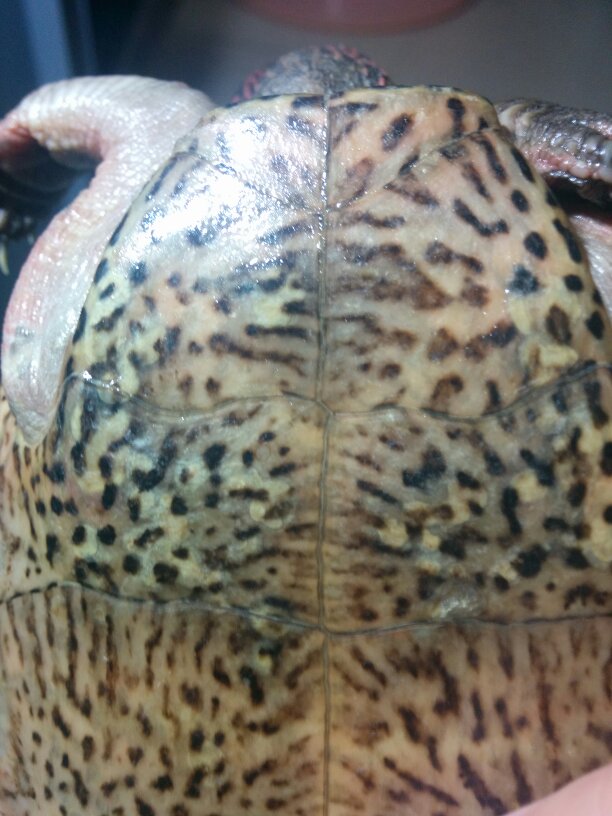 四眼龟 四眼龟好养吗