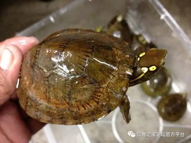 四眼龟 四眼龟好养吗