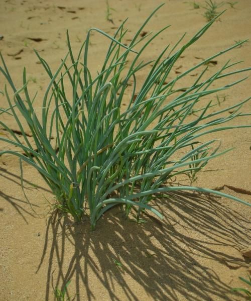 沙葱的功效与作用 沙葱的功效与作用及食用方法