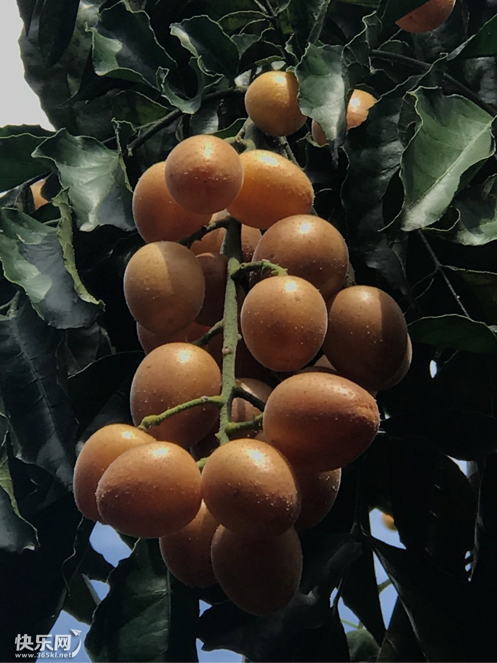 黄皮核 黄皮核晒干的功效与作用