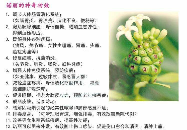 诺丽果功效 诺丽果的十大功效有哪些?
